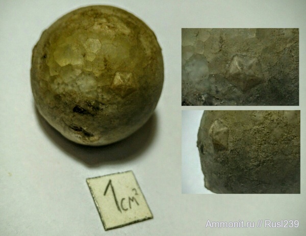 ордовик, р. Волхов, Россия, цистоидеи, палеозой, Ленинградская область