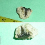 Simmorium -из Воробьевского карьера.  2005 г