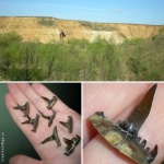 Saivodus striatus