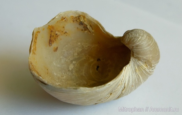 Gryphaea