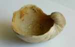 Gryphaea