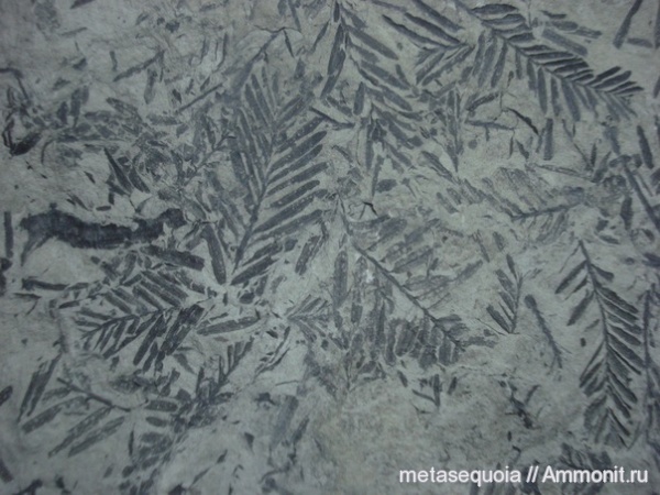 Metasequoia