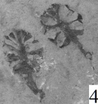 Шишки Metasequoia ex gr. occlidentale