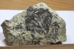 Лист Platanus, побеги хвойных и из микростробилы