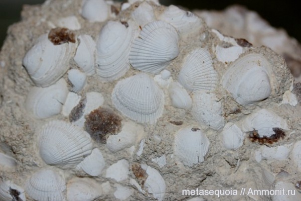 Cerastoderma