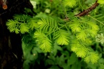 Вот она живая Metasequoia