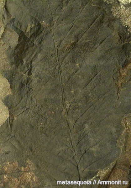 Quercus