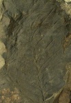 Лист Quercus (дуб)