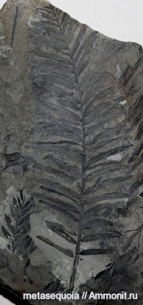 Metasequoia