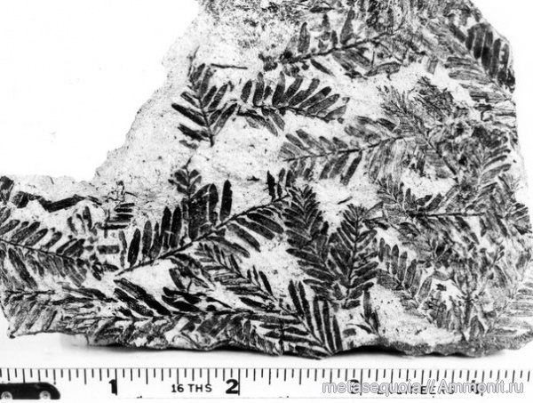 Metasequoia