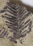 Metasequoia occidentalis