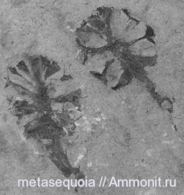 шишки, Metasequoia