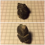 Головогрудь ракообразного (?) Головогрудь ракообразного (?)