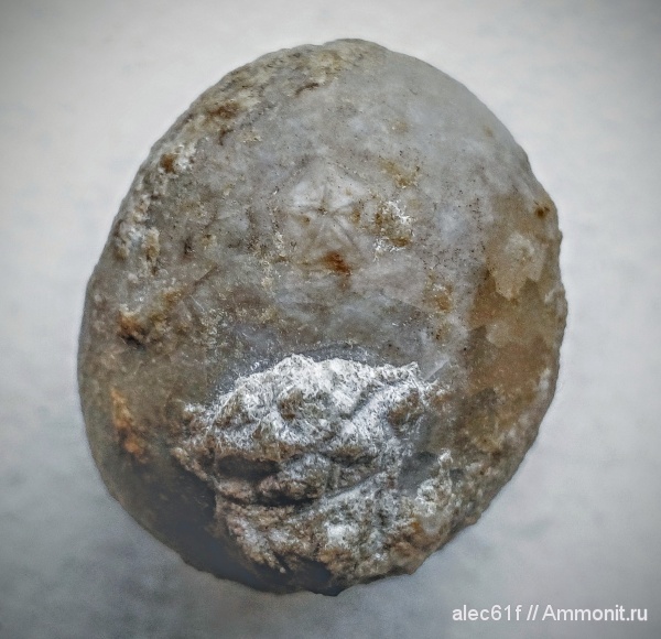 иглокожие, ордовик, Вильповицы, цистоидеи, Echinosphaerites