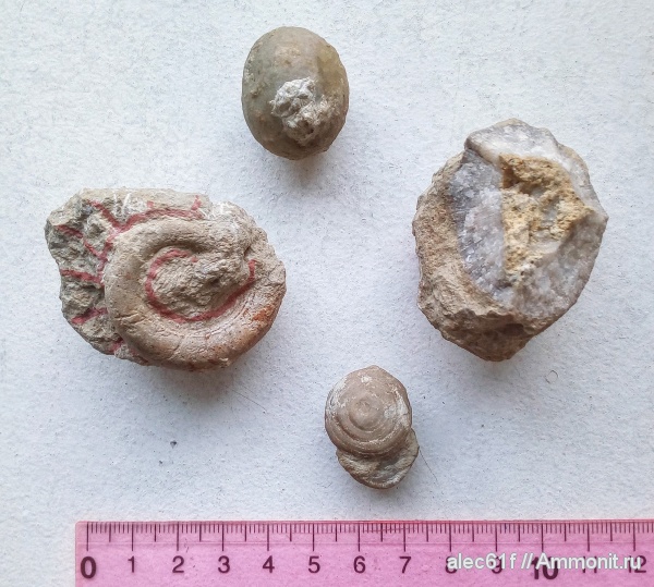 ордовик, мшанки, кораллы, наутилоидеи, Вильповицы, Echinosphaerites
