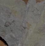 Cybele Panderi