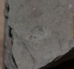 Cybele sp (?)