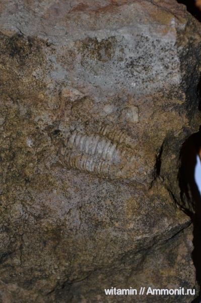 трилобиты, ордовик, Pterygometopus, Ordovician