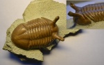 Asaphus Intermedius с прижизненным повреждением (?)