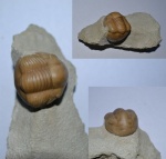 Illaenus oblongatus (Angelin, 1854)
