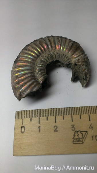 перламутр, Perisphinctidae, Properisphinctes
