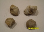 брахиоподы4