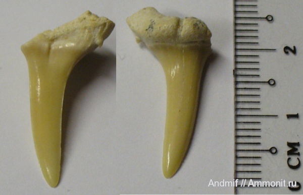 зубы, акулы, Striatolamia, teeth, sharks