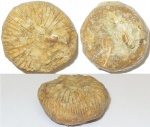 Одиночный коралл Montlivaltia sp