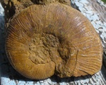 Аммонит