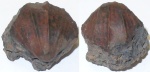 Раковина Neithea