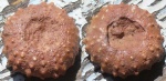 Морской еж Diplopodia sp