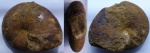 Аммонит Euphylloceras