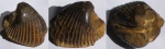 Слепок раковины Cardium