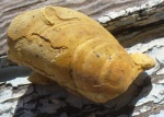 створка раковины