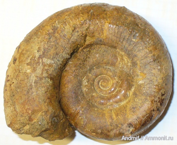 аммониты, Крым, Biasaloceras, Biasaloceras subsequens, верхний готерив