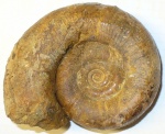 Аммонит biаsaloceras striatum