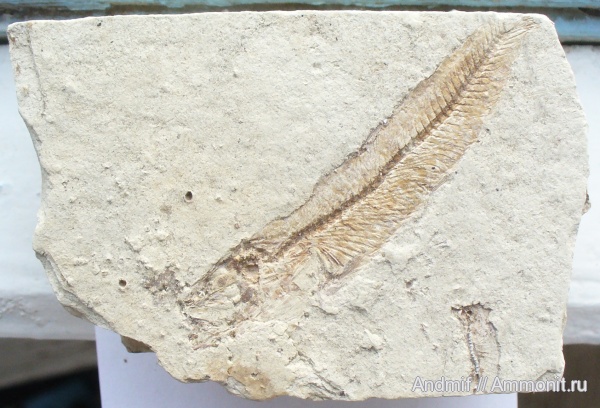 рыбы, fish