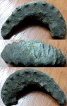 Rastellum (Arctostrea) sp.