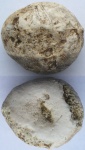 Морской еж