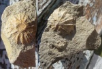 Коралл Discocyathus