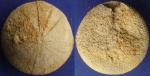 Морской еж Discoidea karakaschi