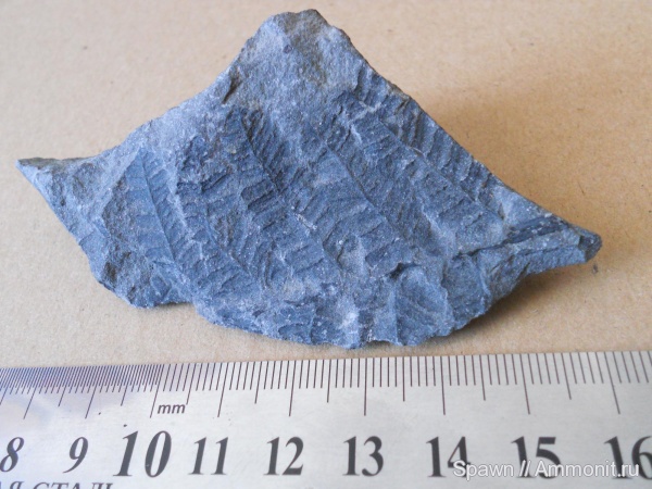 растения, Pteridospermae