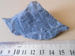 Neuropteris.