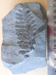 Neuropteris.