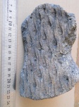 Lepidodendron veltheimi