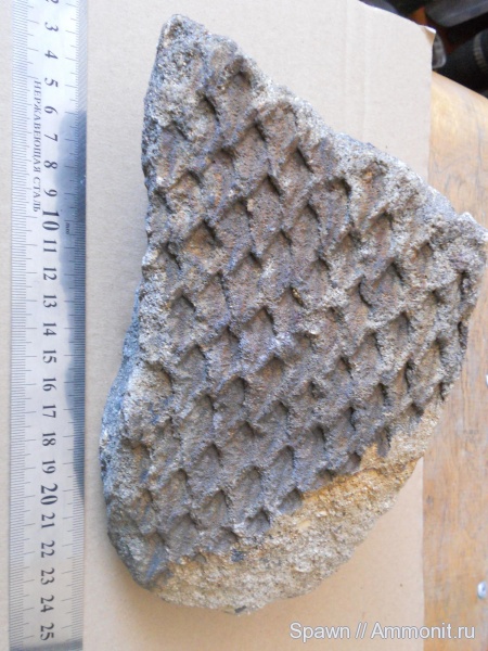 Lepidodendron