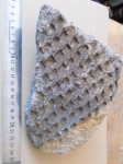 Lepidodendron dichotomum