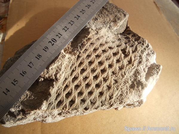Лепидодендроны (Lepidodendron)