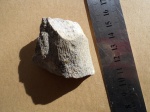 Calamites