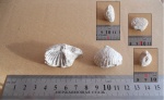 Belbekella airgulensis